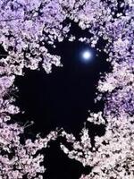 桜の木の下での表紙画像