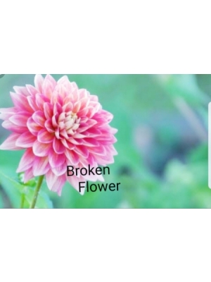 Broken Flowerの表紙画像