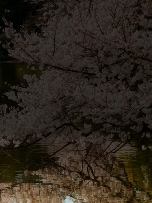 桜の水面に沈む景色はの表紙画像