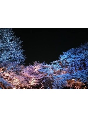 季節外れの桜の木の表紙画像