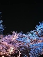 季節外れの桜の木の表紙画像