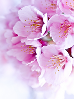 桜の恋栞の表紙画像