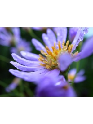 紫苑の表紙画像