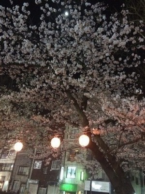 遠い桜の木の表紙画像