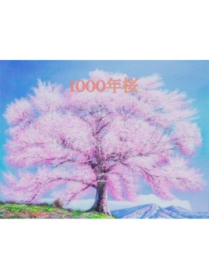 1000年桜の表紙画像