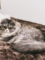 猫と毛布(短編集)の表紙画像
