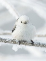 雪の中に小鳥の表紙画像