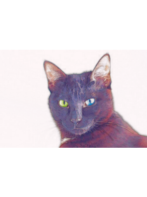 Black cat (クロネコ)の表紙画像