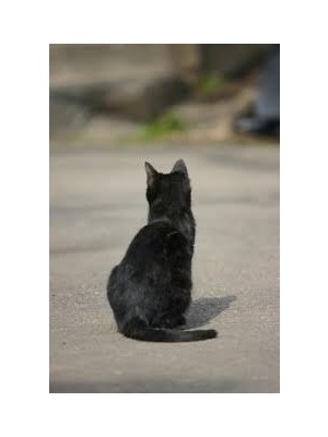 北の兵器の黒猫さんは愛されてやまないの表紙画像