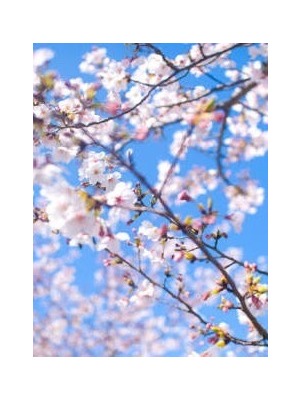 桜の咲くあの日からの表紙画像