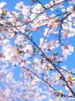 桜の咲くあの日からの表紙画像