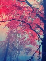 桜と紅葉の表紙画像
