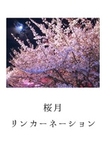 桜月リンカーネーションの表紙画像