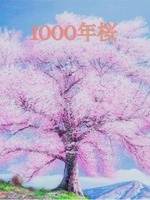 1000年桜の表紙画像